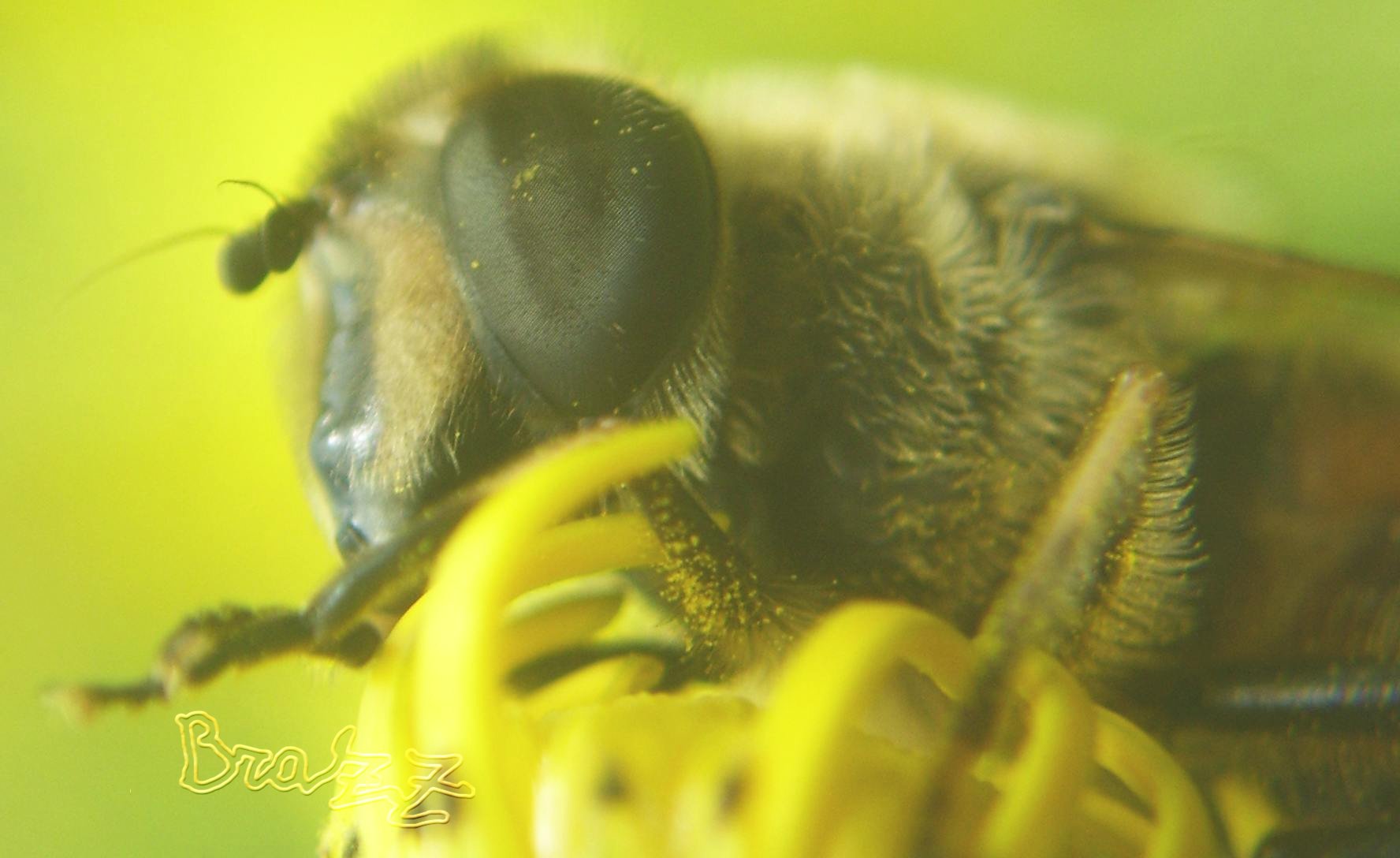 Eristalis tenax